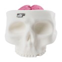 BONES - The Skull and Brain